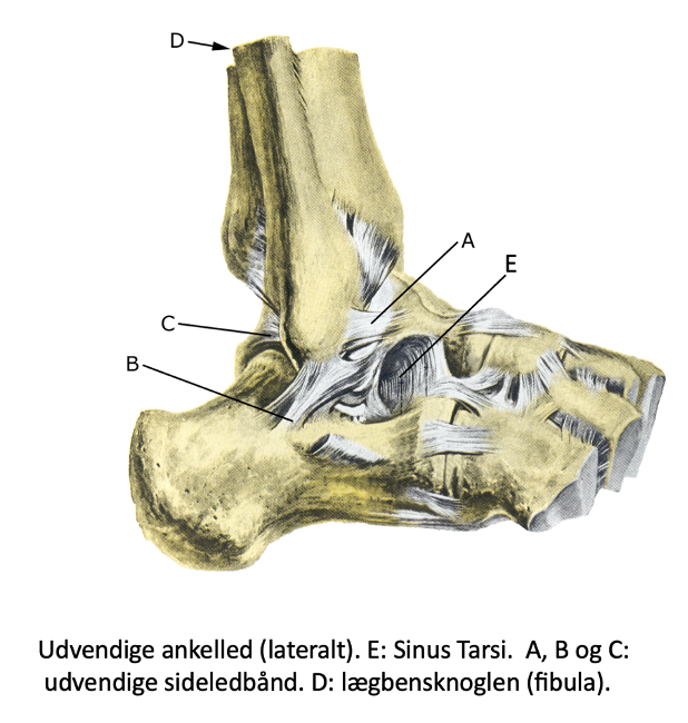 Sinus tarsi syndrom - Sportnetdoc