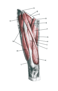 Knee from behind